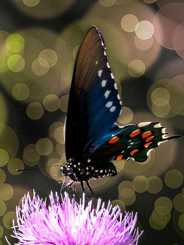 Butterfly Bokeh I White Modern Wood Framed Art Print with Double Matting by Mansfield, Kathy