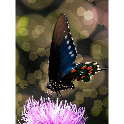 Butterfly Bokeh I Black Modern Wood Framed Art Print with Double Matting by Mansfield, Kathy