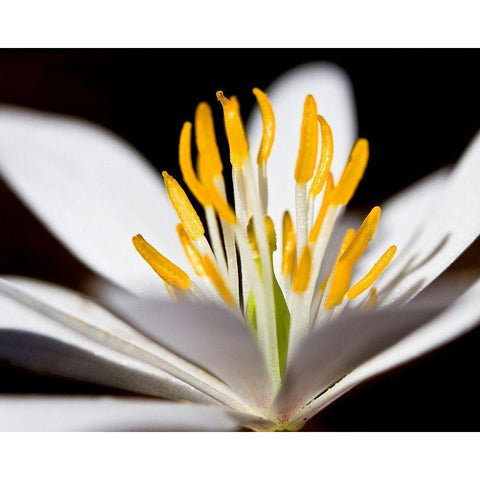 White Puccoon I Gold Ornate Wood Framed Art Print with Double Matting by Mansfield, Kathy