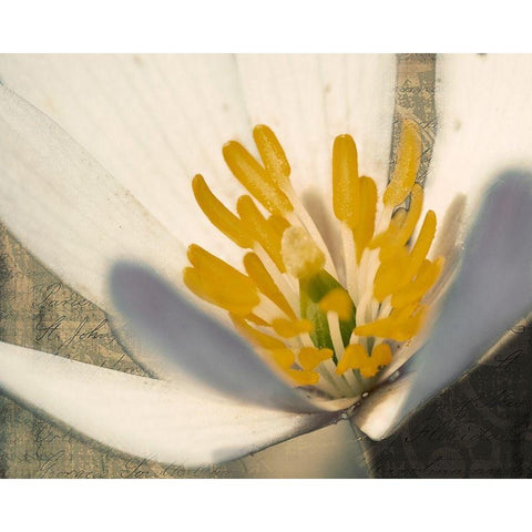 Puccoon on Damask II Black Modern Wood Framed Art Print with Double Matting by Mansfield, Kathy