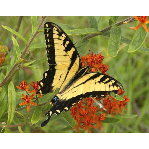 Black Yellow Butterfly II Gold Ornate Wood Framed Art Print with Double Matting by Mansfield, Kathy