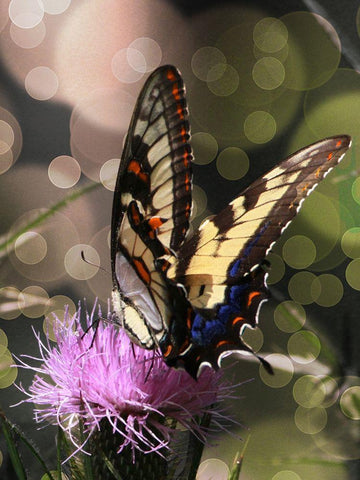 Butterfly Bokeh II Black Ornate Wood Framed Art Print with Double Matting by Mansfield, Kathy