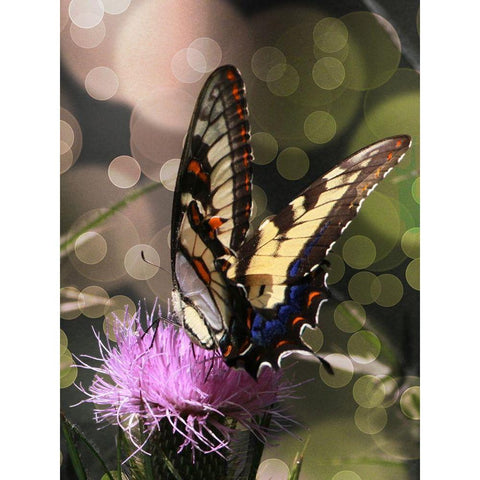 Butterfly Bokeh II Black Modern Wood Framed Art Print by Mansfield, Kathy