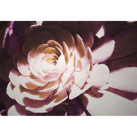 Beautiful Blushing Succulent White Modern Wood Framed Art Print by Mansfield, Kathy