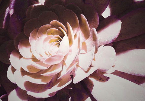 Beautiful Blushing Succulent Black Ornate Wood Framed Art Print with Double Matting by Mansfield, Kathy