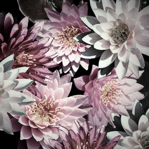 Plum Florals Black Ornate Wood Framed Art Print with Double Matting by Mansfield, Kathy