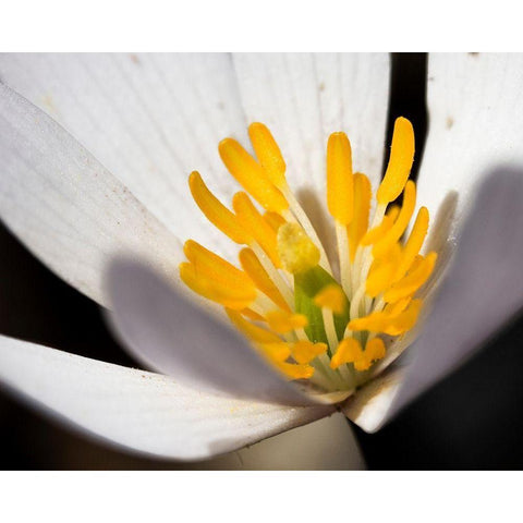 White Puccoon II Gold Ornate Wood Framed Art Print with Double Matting by Mansfield, Kathy