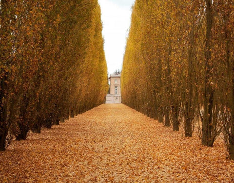 Versailles in Fall II Black Ornate Wood Framed Art Print with Double Matting by Navas, Emily