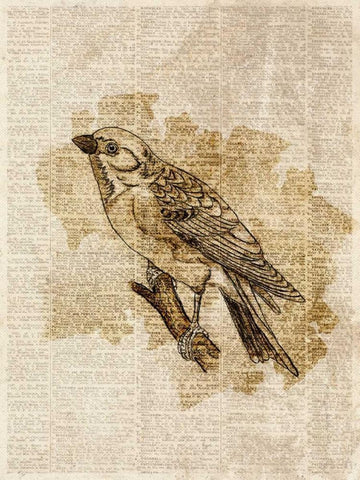 Vintage Bird I Black Ornate Wood Framed Art Print with Double Matting by Studio, Sd Graphics