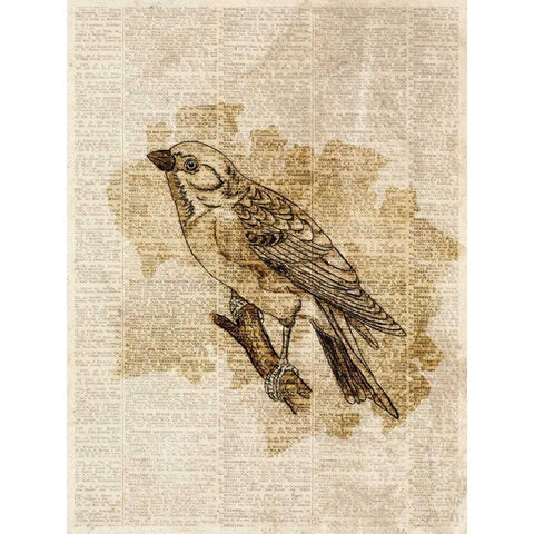 Vintage Bird I Black Modern Wood Framed Art Print with Double Matting by Studio, Sd Graphics