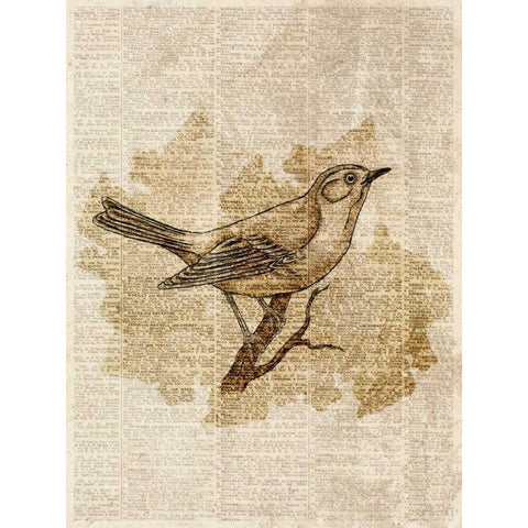Vintage Bird II Black Modern Wood Framed Art Print with Double Matting by Studio, Sd Graphics