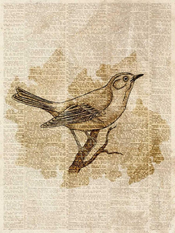 Vintage Bird II White Modern Wood Framed Art Print with Double Matting by Studio, Sd Graphics