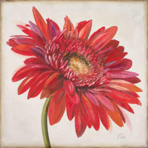 Red Gerber Daisy White Modern Wood Framed Art Print by Pinto, Patricia