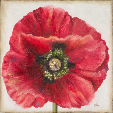 Red Poppy Black Ornate Wood Framed Art Print with Double Matting by Pinto, Patricia