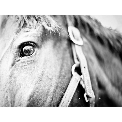 Horseback Riding I White Modern Wood Framed Art Print by Bryant, Susan