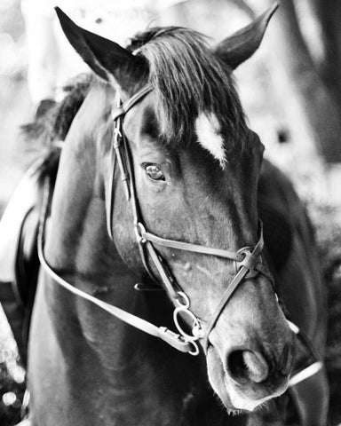 Derby I Black Ornate Wood Framed Art Print with Double Matting by Bryant, Susan