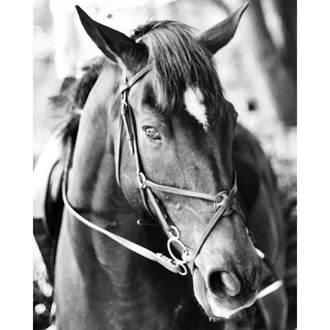 Derby I Black Modern Wood Framed Art Print with Double Matting by Bryant, Susan