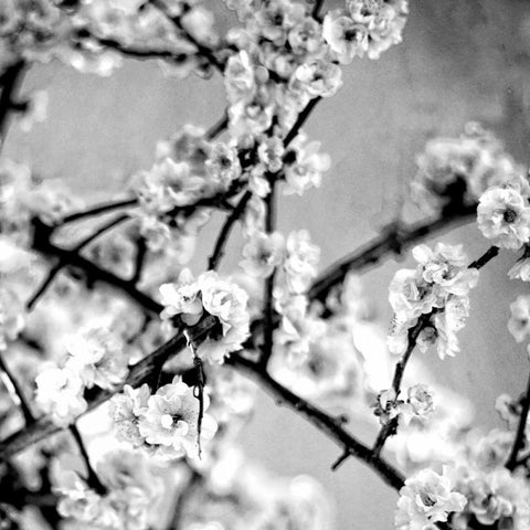 Black and White Blossoms I Black Ornate Wood Framed Art Print with Double Matting by Bryant, Susan