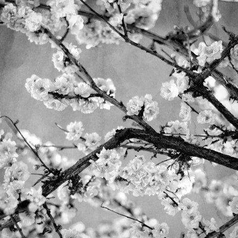 Black and White Blossoms II Black Ornate Wood Framed Art Print with Double Matting by Bryant, Susan