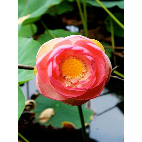 Red Lotus II White Modern Wood Framed Art Print by Rodriguez, Jairo