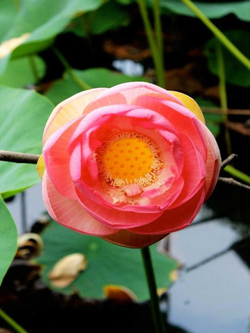 Red Lotus II White Modern Wood Framed Art Print with Double Matting by Rodriguez, Jairo