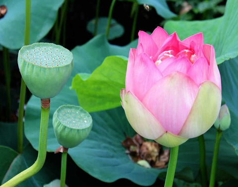 Purple Lotus I White Modern Wood Framed Art Print with Double Matting by Rodriguez, Jairo