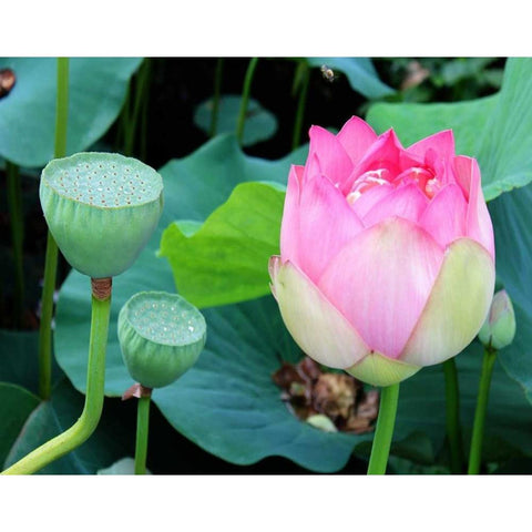 Purple Lotus I Black Modern Wood Framed Art Print by Rodriguez, Jairo