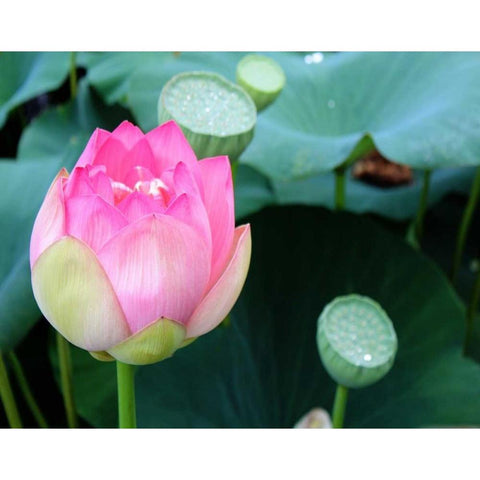 Purple Lotus II Black Modern Wood Framed Art Print by Rodriguez, Jairo