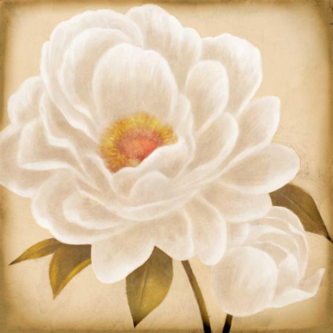 White Peonies I White Modern Wood Framed Art Print with Double Matting by Rhyan, Vivien