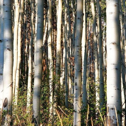Aspen Grove I Black Modern Wood Framed Art Print with Double Matting by Mansfield, Kathy