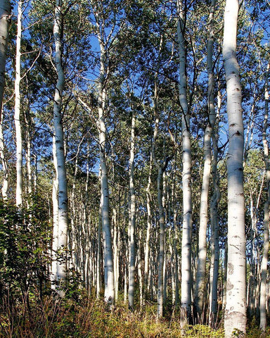 Aspen Grove II Black Ornate Wood Framed Art Print with Double Matting by Mansfield, Kathy