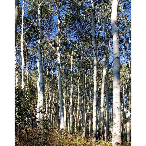 Aspen Grove II White Modern Wood Framed Art Print by Mansfield, Kathy