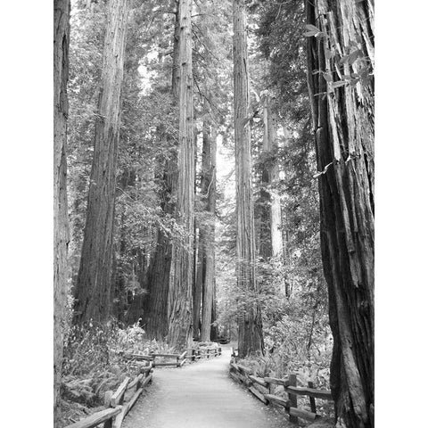 Tree Path I Gold Ornate Wood Framed Art Print with Double Matting by Mansfield, Kathy