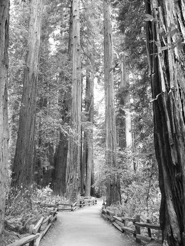 Tree Path I Black Ornate Wood Framed Art Print with Double Matting by Mansfield, Kathy