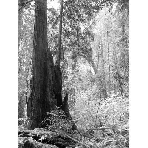 Tree Path II Black Modern Wood Framed Art Print with Double Matting by Mansfield, Kathy