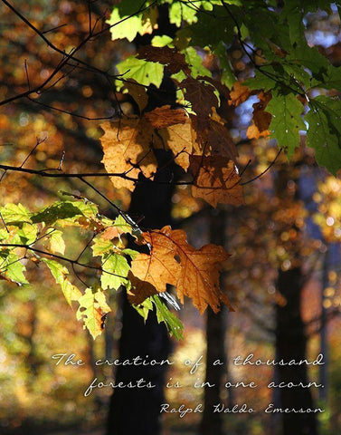 A Thousand Forests White Modern Wood Framed Art Print with Double Matting by Mansfield, Kathy