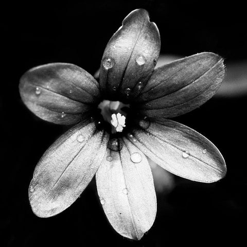 Black and White Bloom I White Modern Wood Framed Art Print with Double Matting by Mansfield, Kathy