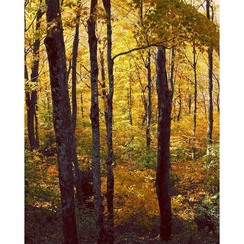 Sanctuary Woods I Black Modern Wood Framed Art Print with Double Matting by Mansfield, Kathy
