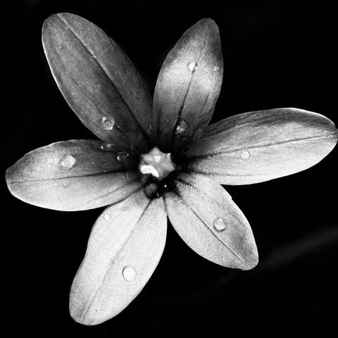 Black and White Bloom II Black Ornate Wood Framed Art Print with Double Matting by Mansfield, Kathy