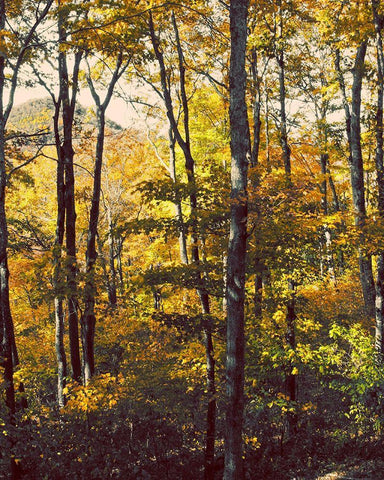 Sanctuary Woods II Black Ornate Wood Framed Art Print with Double Matting by Mansfield, Kathy