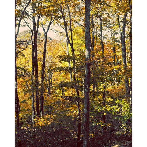 Sanctuary Woods II Black Modern Wood Framed Art Print with Double Matting by Mansfield, Kathy