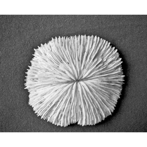 Sand Dollar I Gold Ornate Wood Framed Art Print with Double Matting by Rodriguez, Jairo
