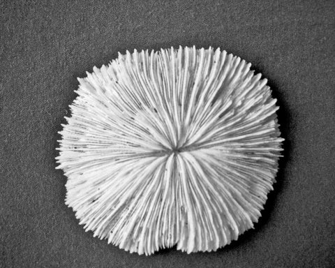 Sand Dollar I White Modern Wood Framed Art Print with Double Matting by Rodriguez, Jairo
