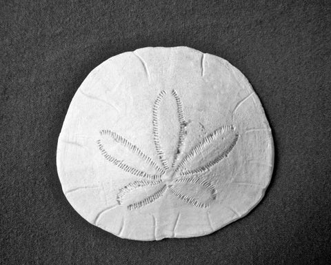 Sand Dollar II White Modern Wood Framed Art Print with Double Matting by Rodriguez, Jairo