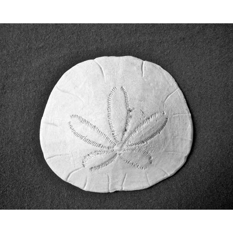 Sand Dollar II Gold Ornate Wood Framed Art Print with Double Matting by Rodriguez, Jairo