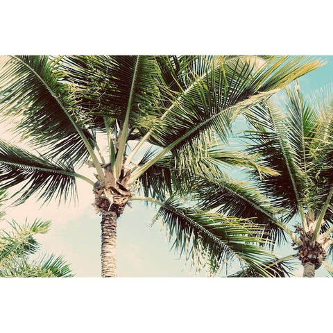 Palm Scene Black Modern Wood Framed Art Print with Double Matting by Bryant, Susan