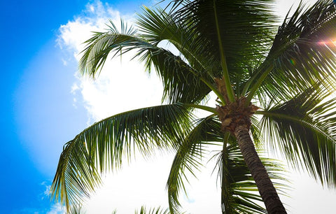 Take Me Away Black Ornate Wood Framed Art Print with Double Matting by Bryant, Susan