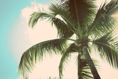 Palm Scene II White Modern Wood Framed Art Print with Double Matting by Bryant, Susan