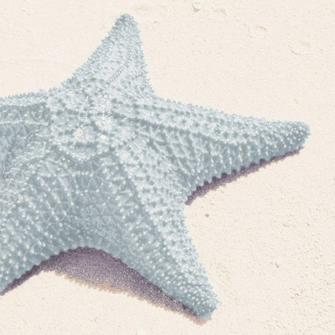 Blue Starfish White Modern Wood Framed Art Print with Double Matting by Mansfield, Kathy