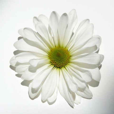 White Daisy White Modern Wood Framed Art Print with Double Matting by Peck, Gail